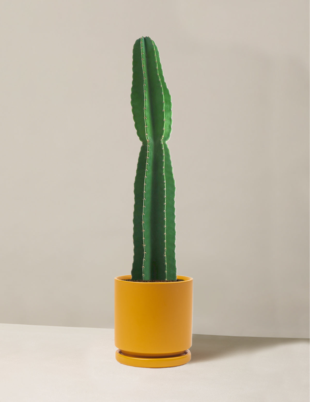  Large Peruvian Apple Cactus