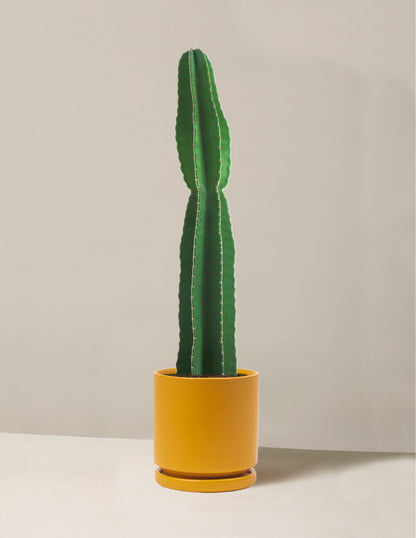  Large Peruvian Apple Cactus