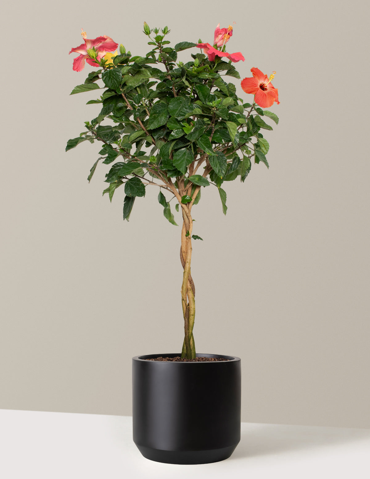  Large Braided Hibiscus