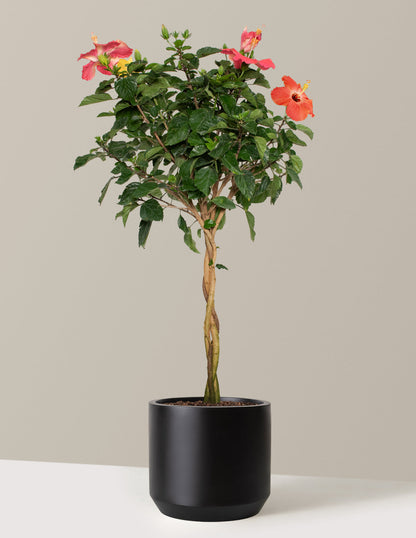  Large Braided Hibiscus