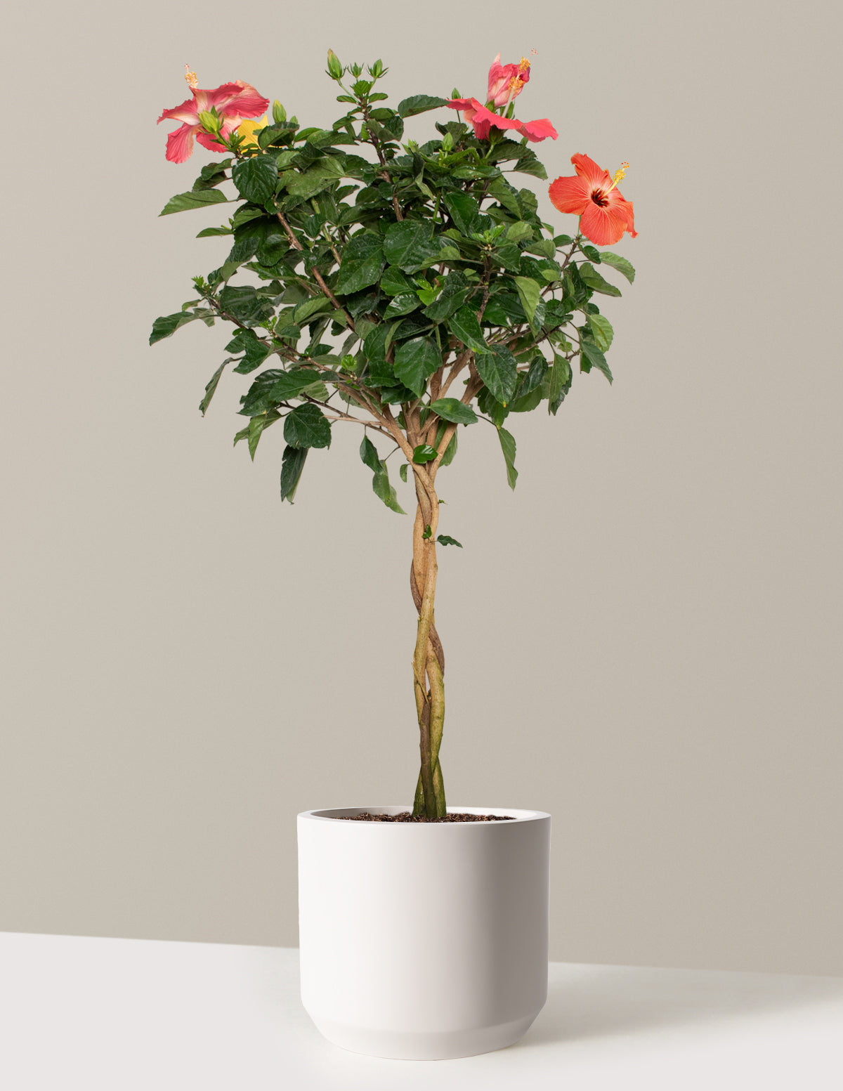  Large Braided Hibiscus