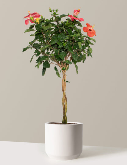  Large Braided Hibiscus