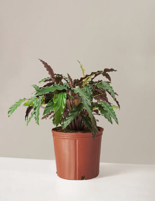  Large Calathea Wavestar
