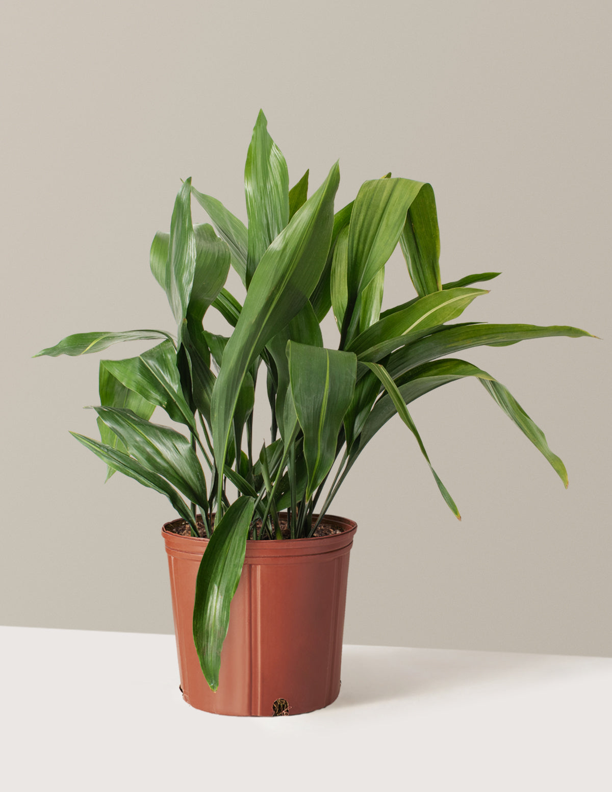 Large Cast Iron Plant