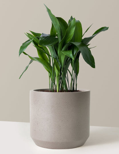  Large Cast Iron Plant