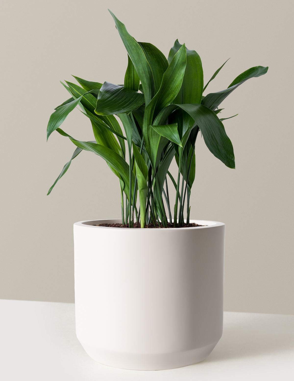  Large Cast Iron Plant