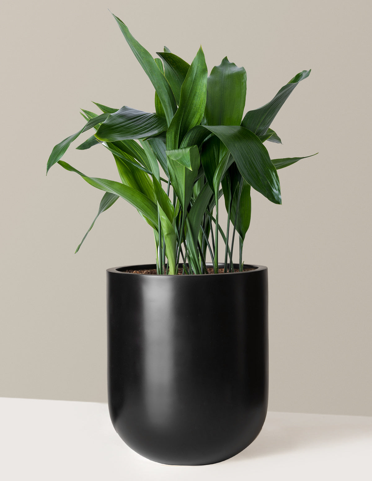  Large Cast Iron Plant