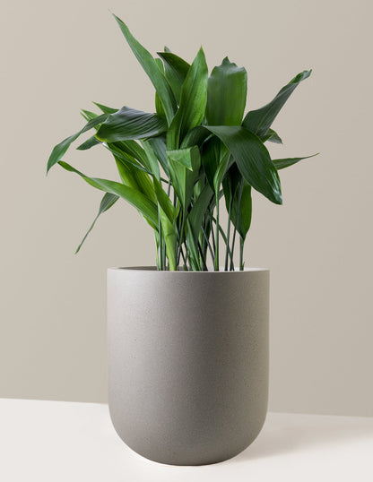  Large Cast Iron Plant