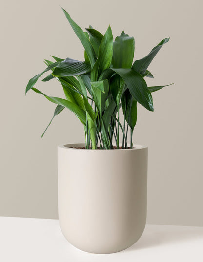  Large Cast Iron Plant