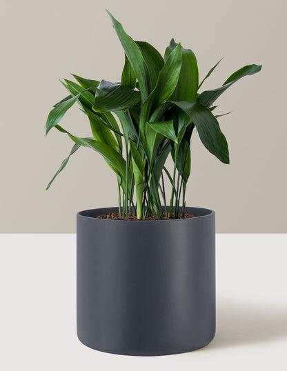  Large Cast Iron Plant