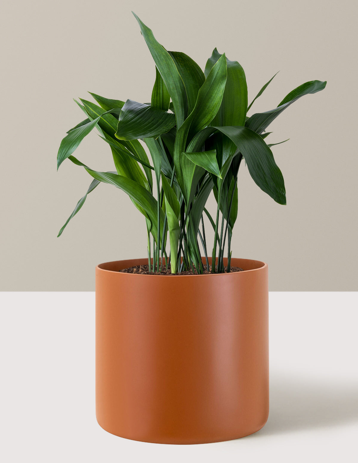  Large Cast Iron Plant