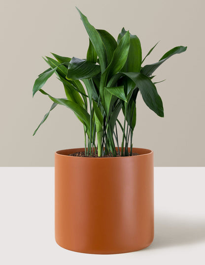  Large Cast Iron Plant