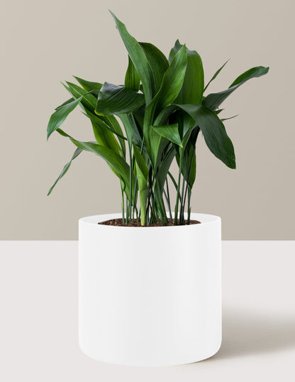  Large Cast Iron Plant