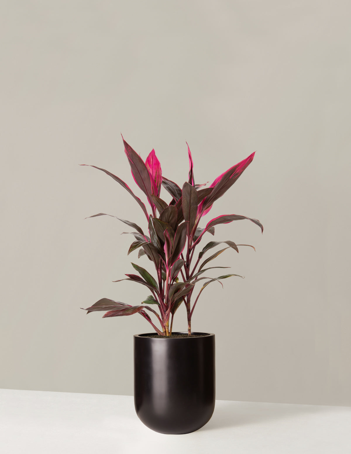  Large Cordyline Red Sister