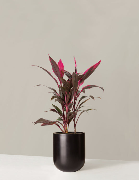  Large Cordyline Red Sister