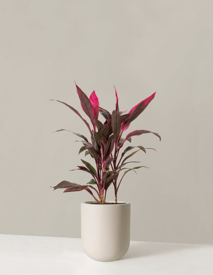  Large Cordyline Red Sister