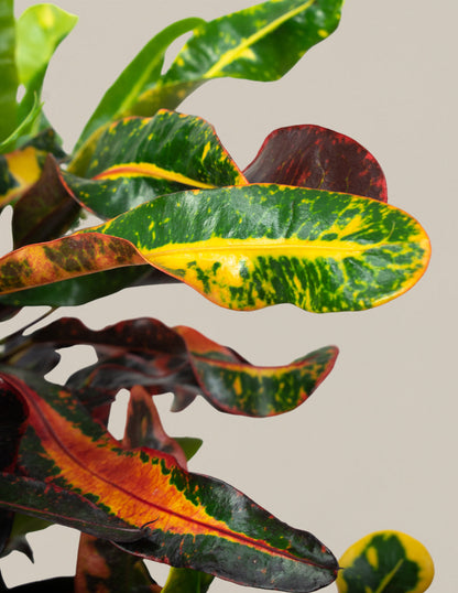  Large Corkscrew Croton