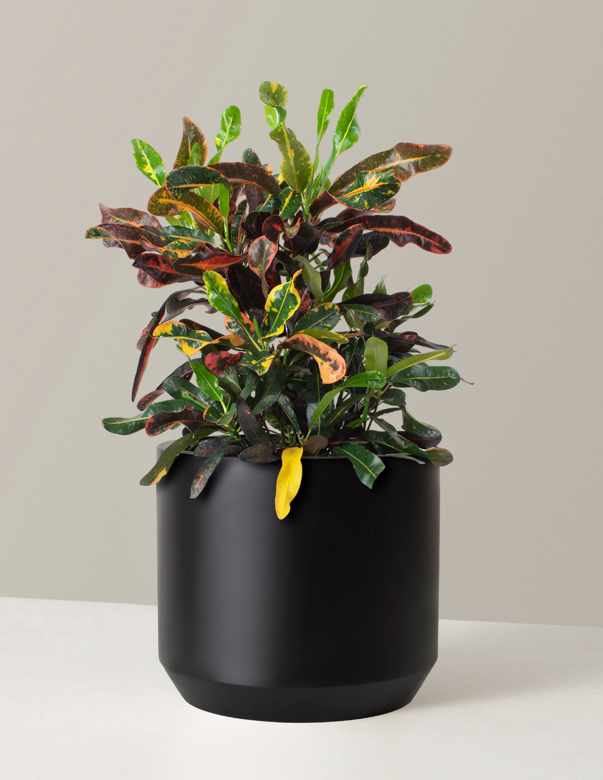  Large Corkscrew Croton