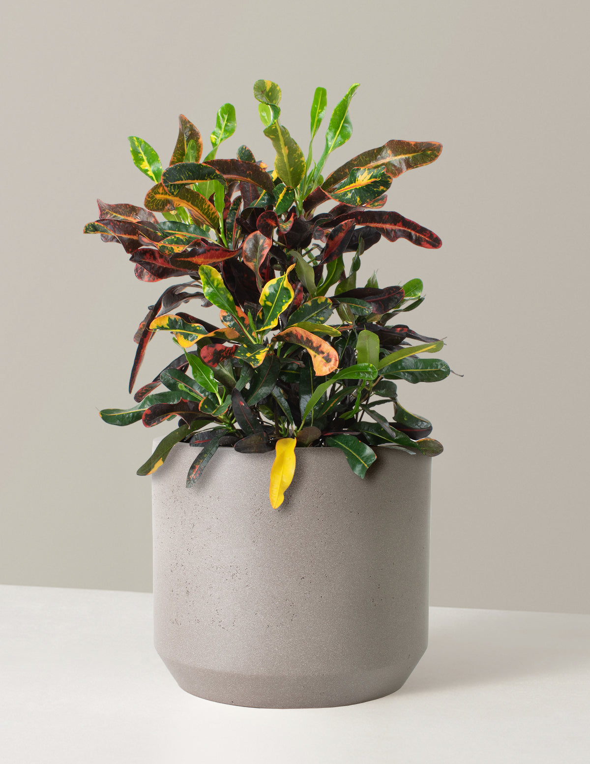  Large Corkscrew Croton