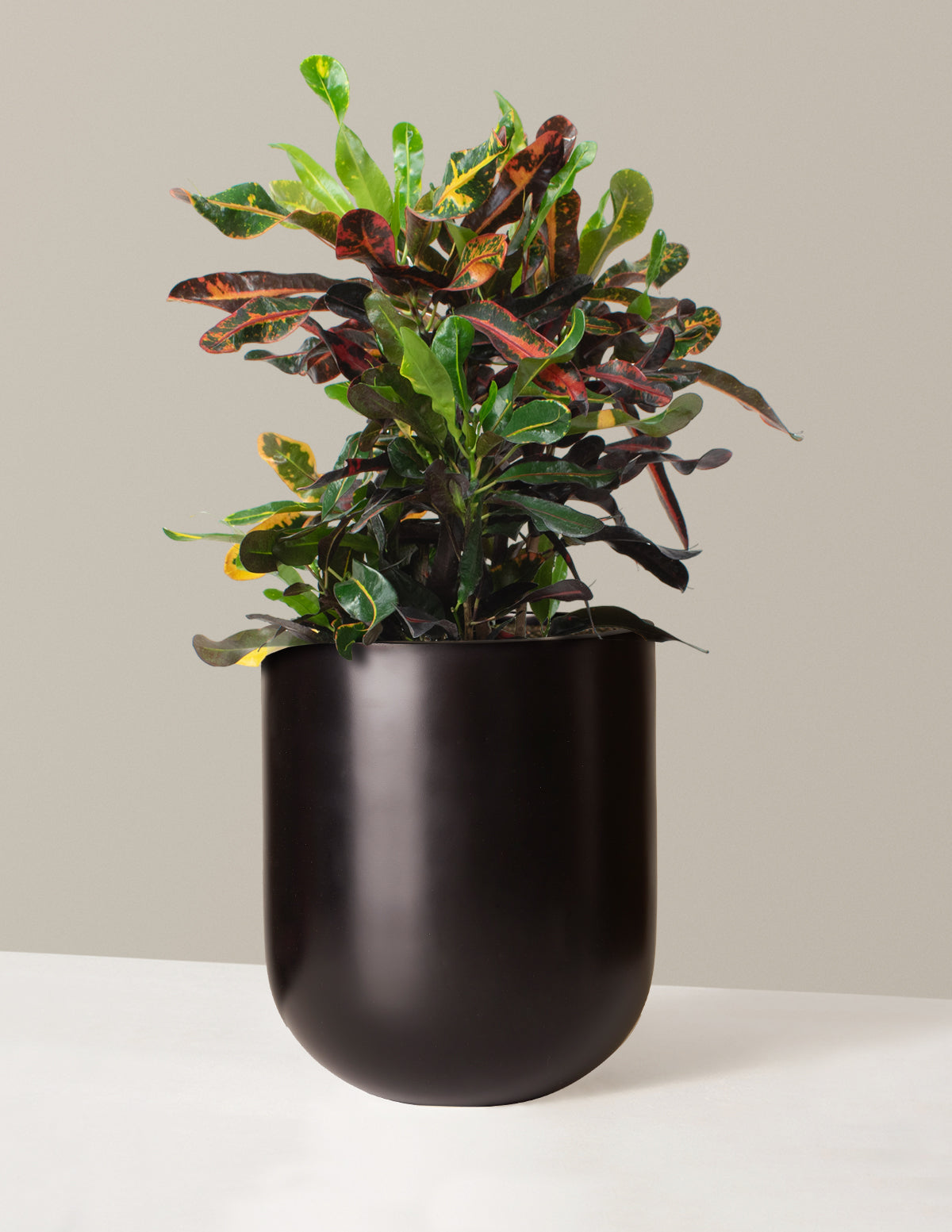  Large Corkscrew Croton