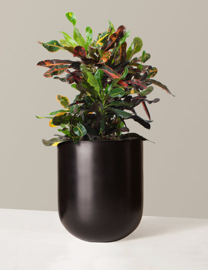  Large Corkscrew Croton