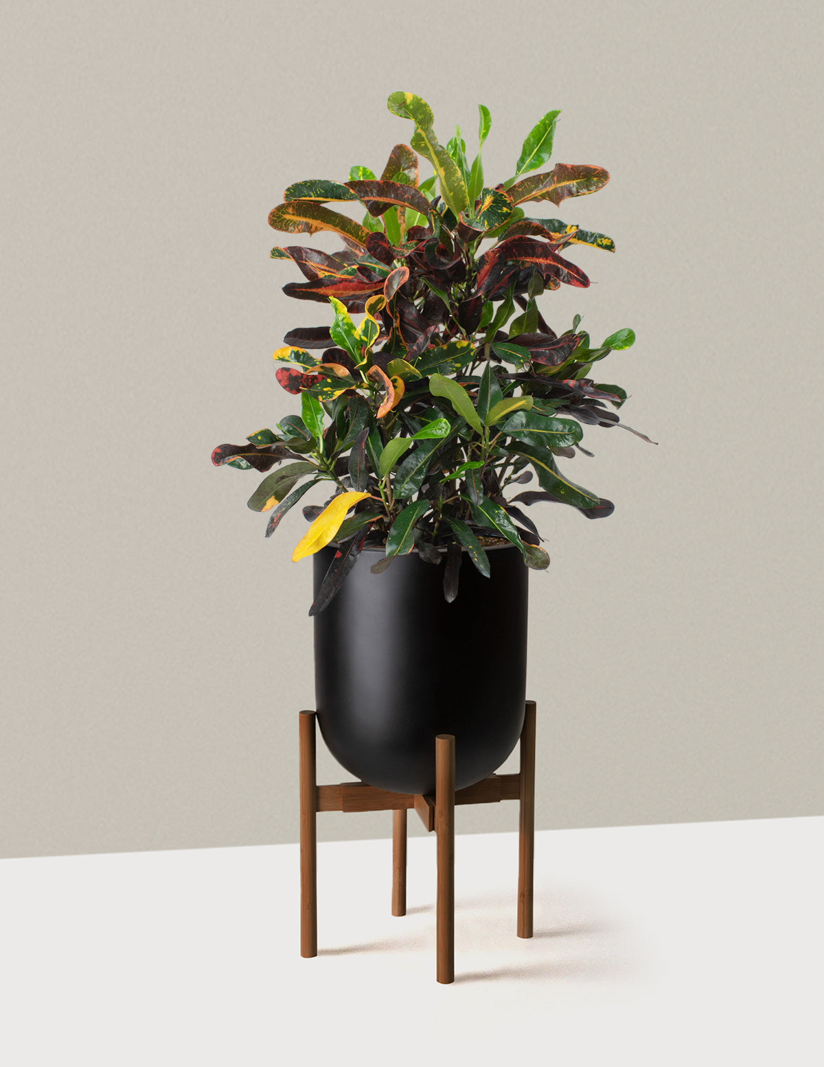  Large Corkscrew Croton