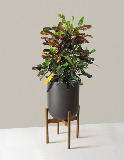  Large Corkscrew Croton