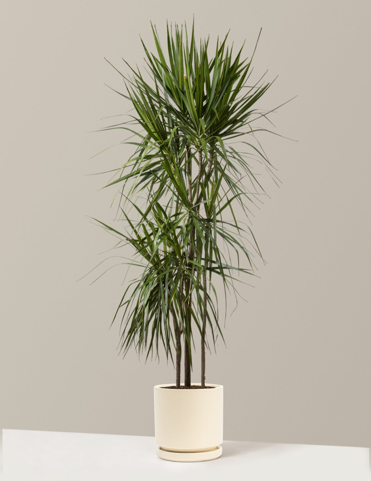  Dracaena Marginata Tree