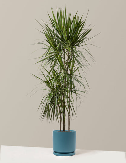  Dracaena Marginata Tree