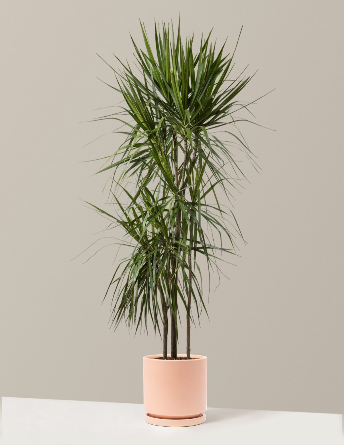  Dracaena Marginata Tree