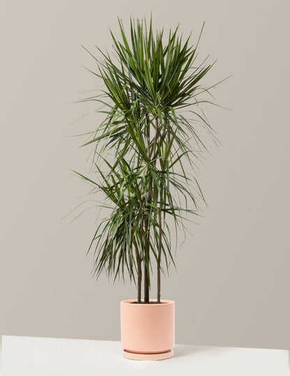  Dracaena Marginata Tree