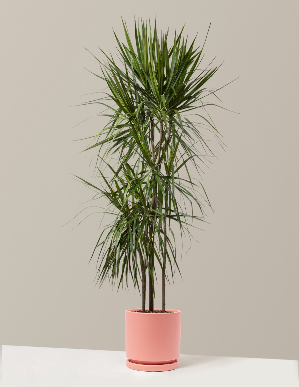  Dracaena Marginata Tree