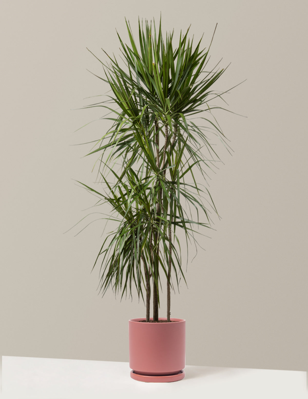  Dracaena Marginata Tree