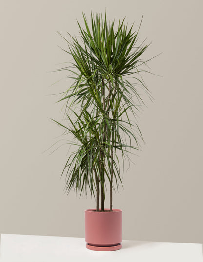  Dracaena Marginata Tree