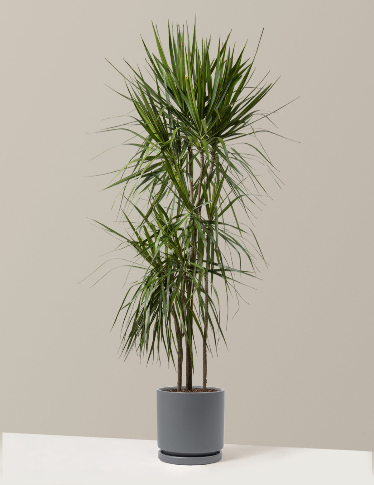  Dracaena Marginata Tree