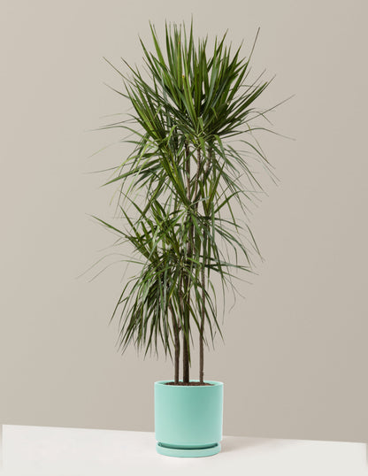  Dracaena Marginata Tree