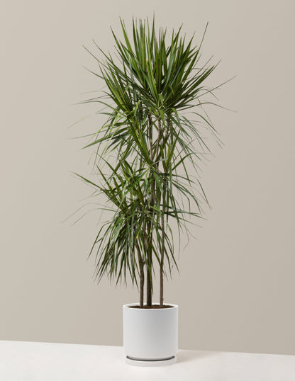  Dracaena Marginata Tree