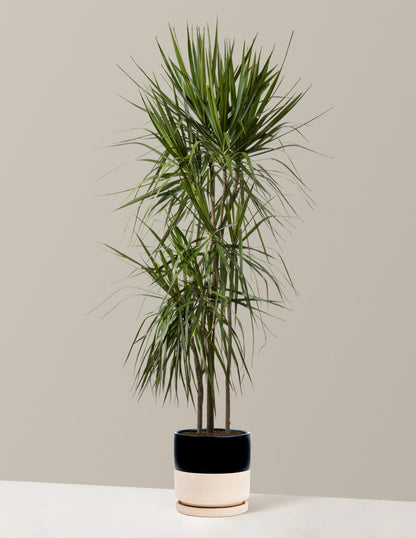  Dracaena Marginata Tree