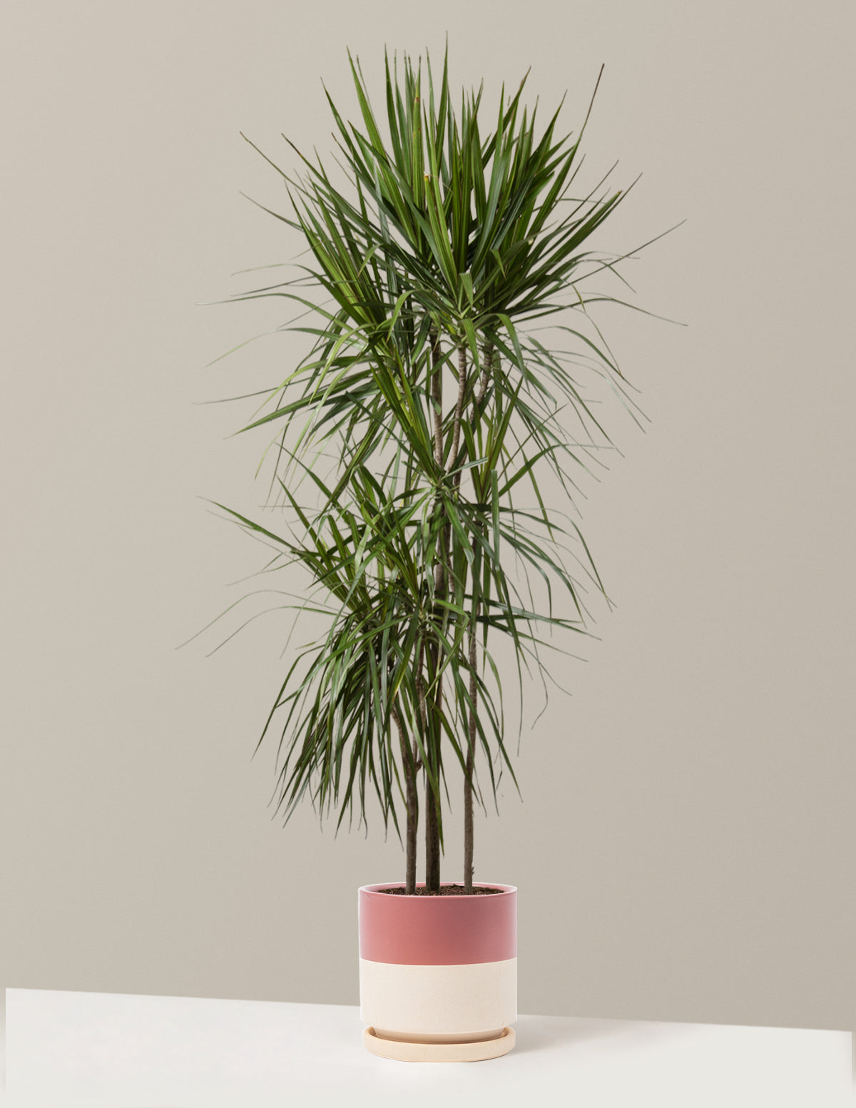  Dracaena Marginata Tree