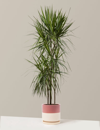  Dracaena Marginata Tree