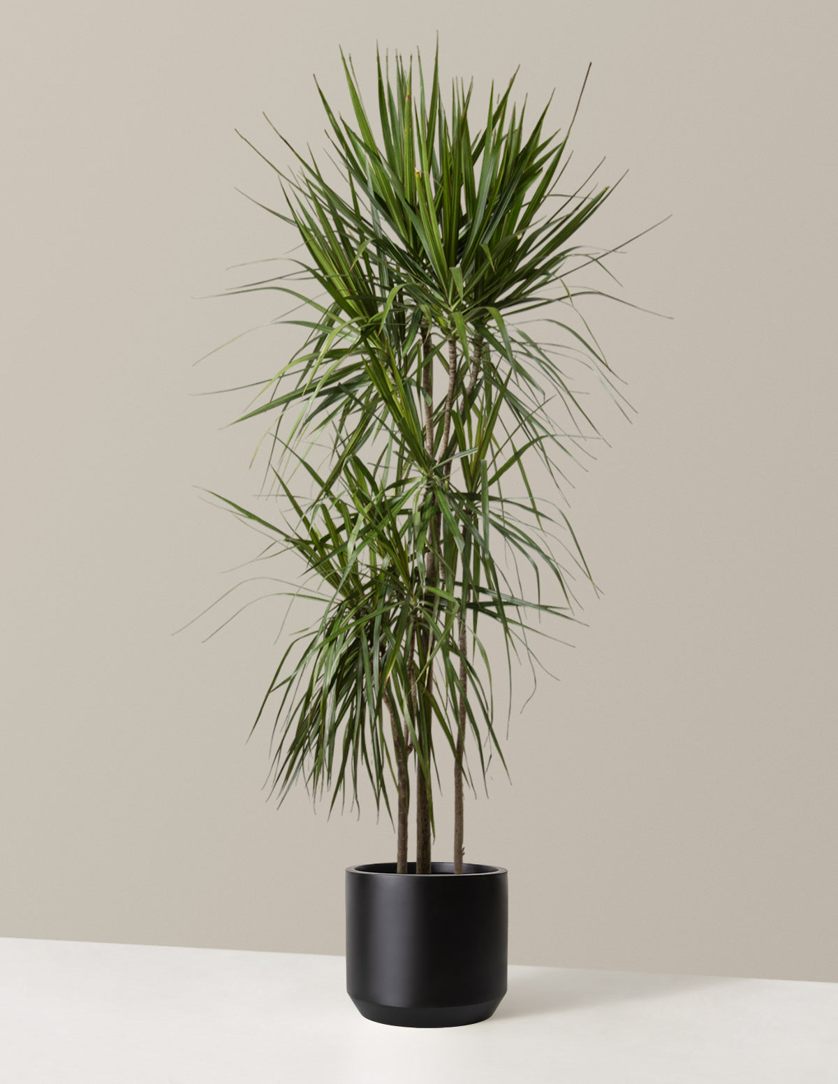  Dracaena Marginata Tree