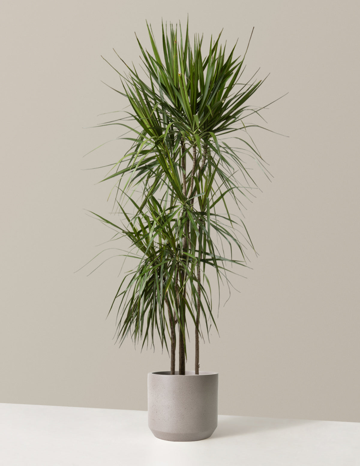  Dracaena Marginata Tree