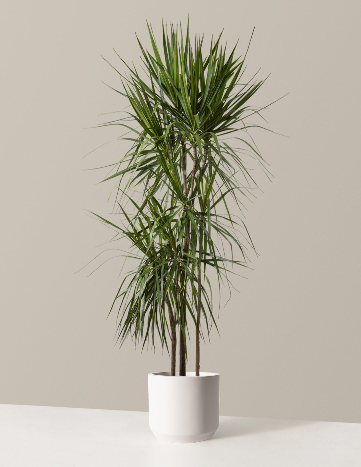  Dracaena Marginata Tree
