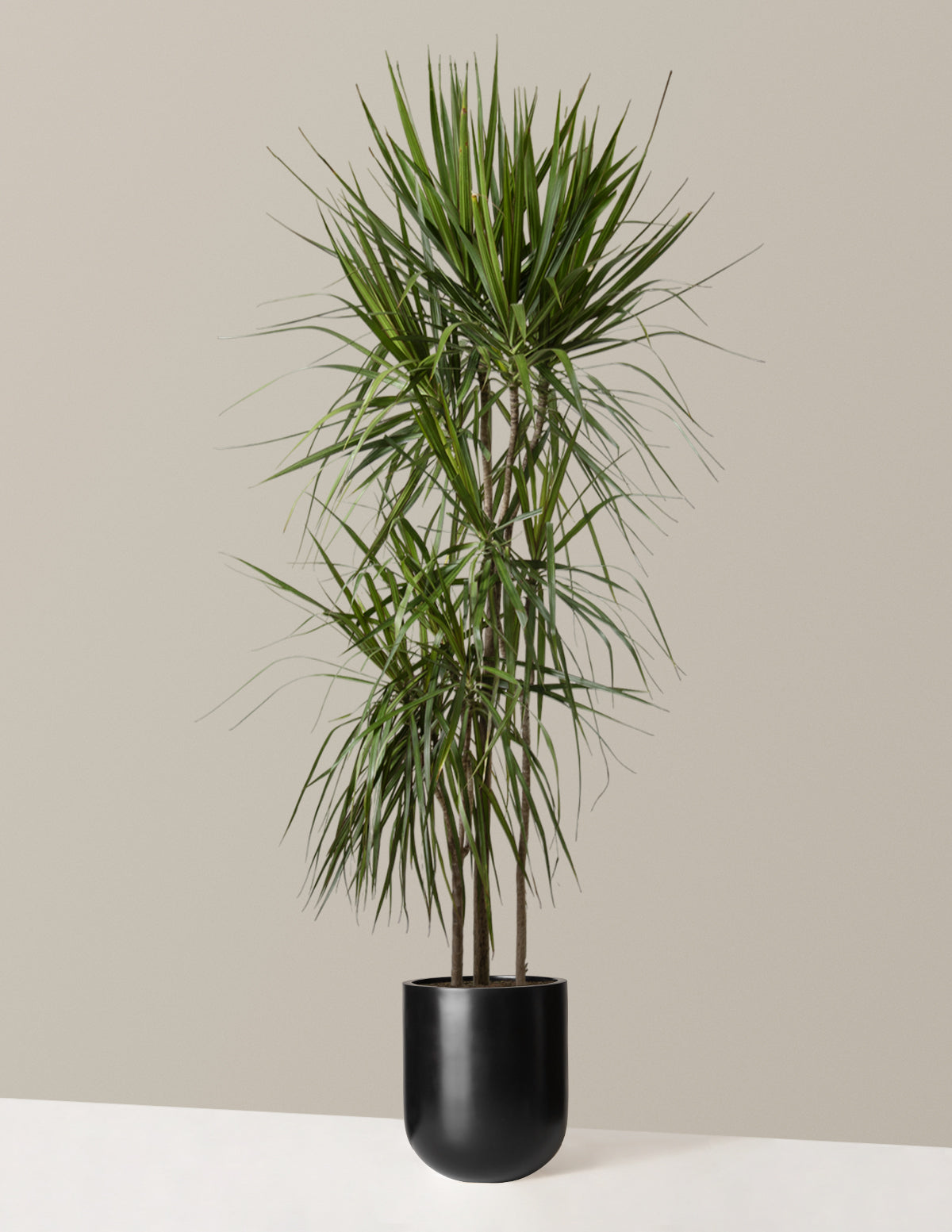  Dracaena Marginata Tree