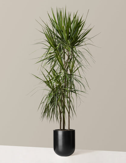  Dracaena Marginata Tree