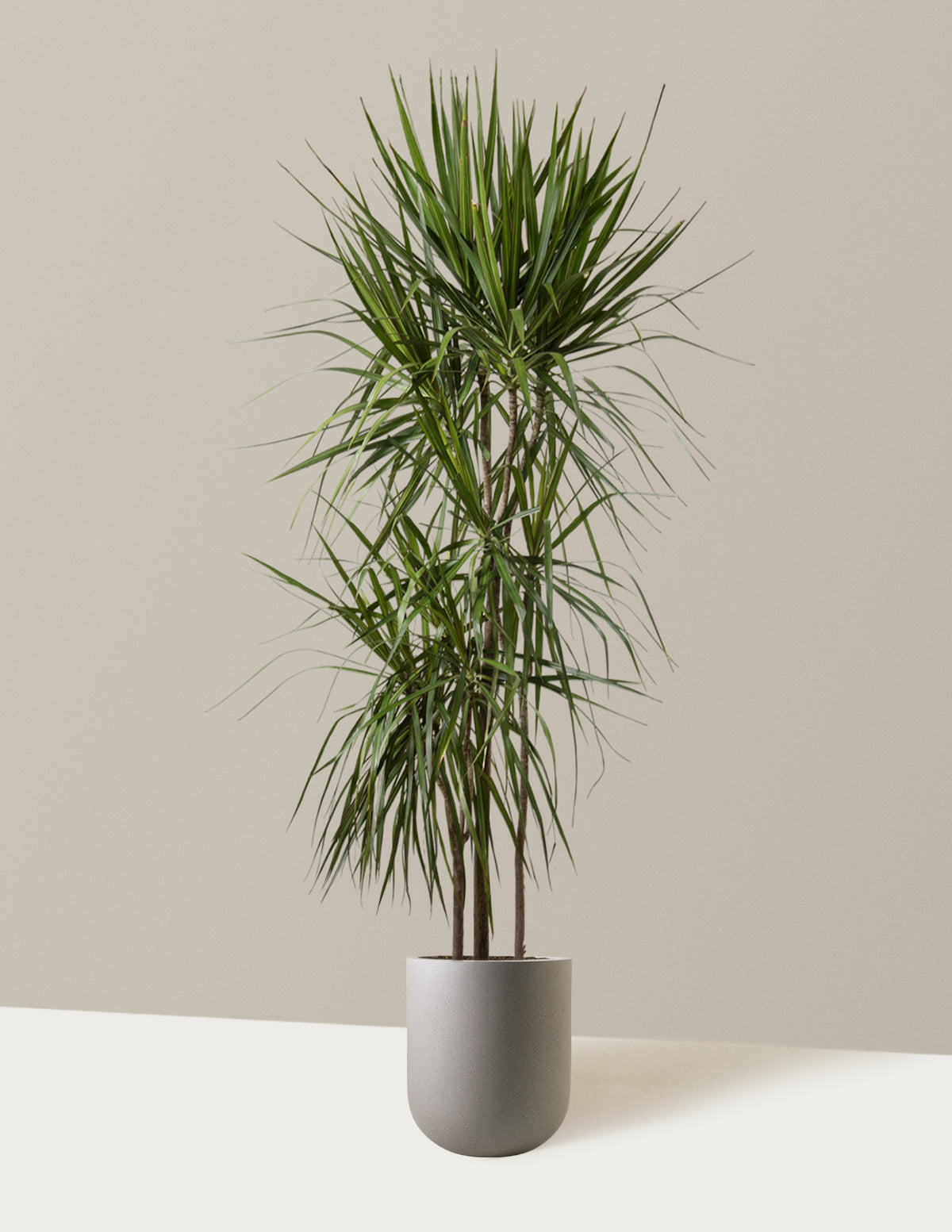  Dracaena Marginata Tree