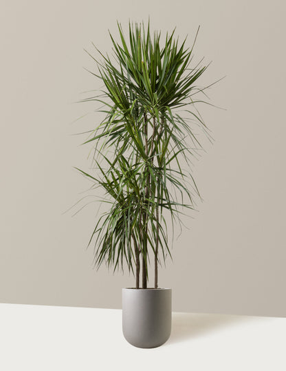  Dracaena Marginata Tree