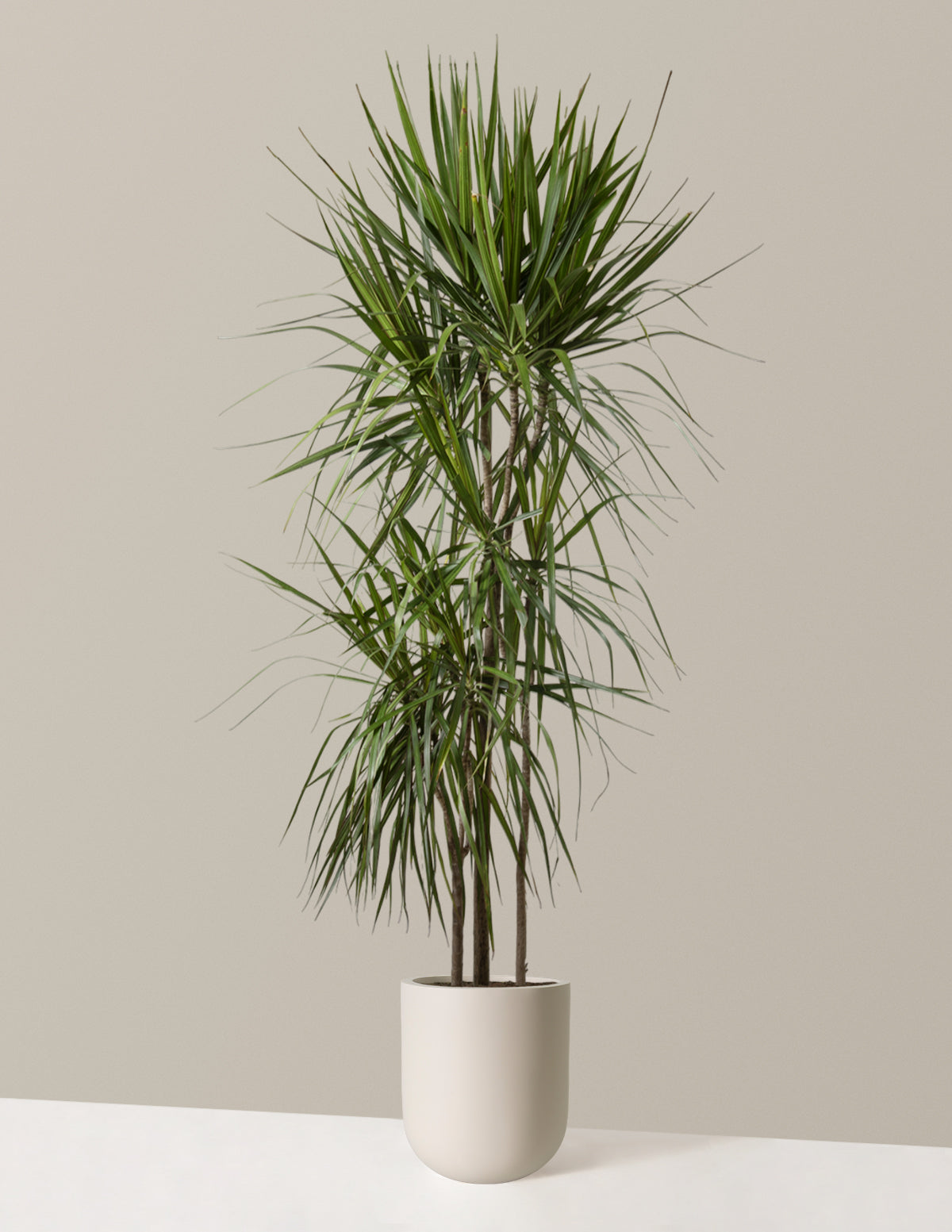  Dracaena Marginata Tree