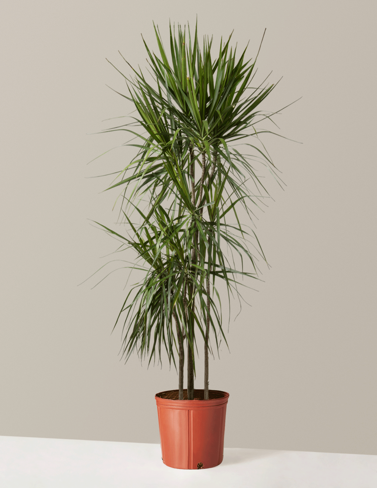  Dracaena Marginata Tree