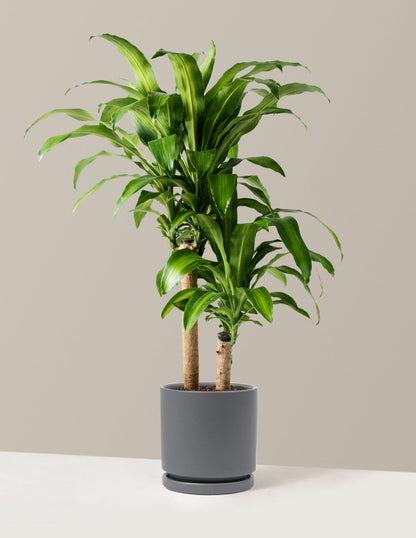  Large Dracaena Mass Cane